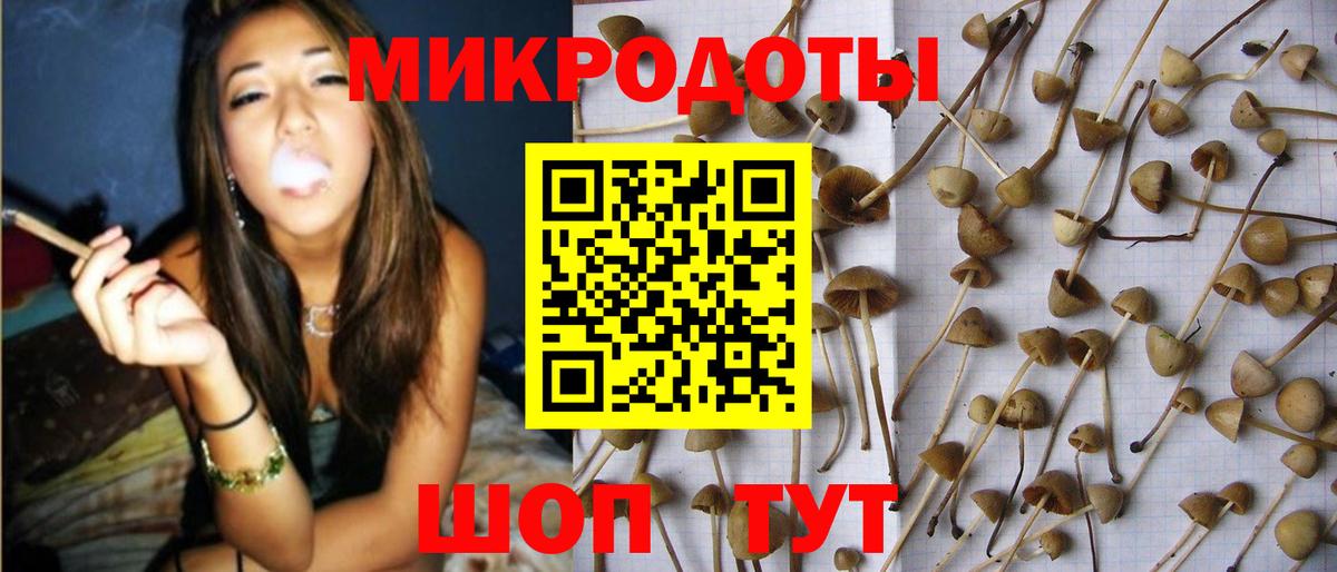 Галлюциногенные грибы Psilocybe Петрозаводск